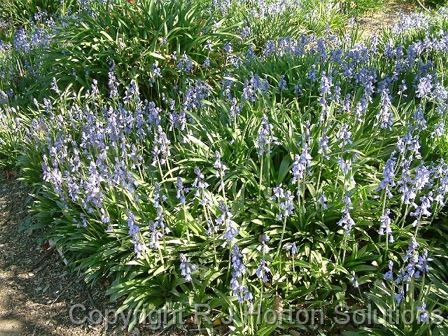 Bluebells bed